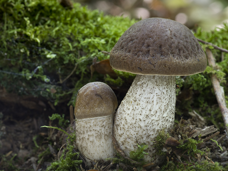 Leccinum pseudoscabrum